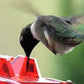 Hanging Outdoor Hummingbird Feeder